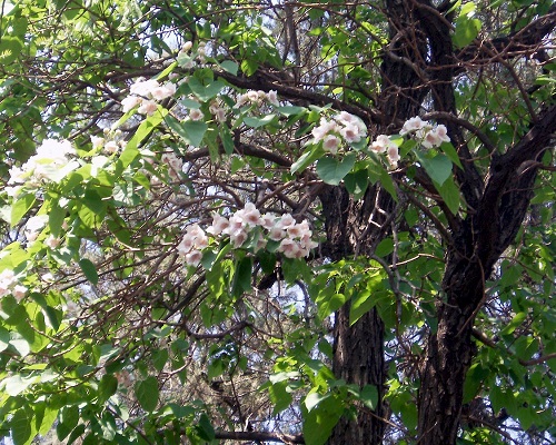 درخت پالونیا فروتونی